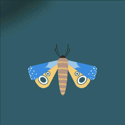 animation illustration butterfly motion design Tiphaine Boilet France